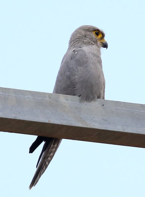 Grey Kestrel  (Falco ardosiaceus)