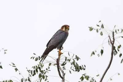 Red-necked Falcon  (Falco chicquera)