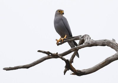 Grey Kestrel  (Falco ardosiaceus)