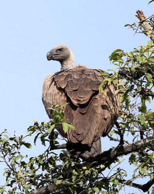 African White-backed Vulture  (Gyps africanus)