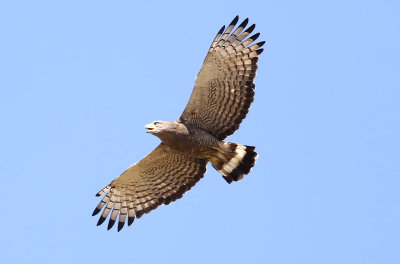 Western Banded Snake Eagle  (Circaetus cinerascens)