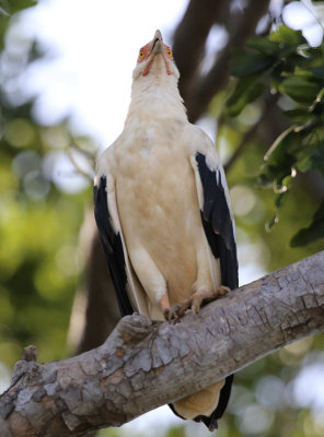 Palm-nut Vulture (Gypohierax angolensis)