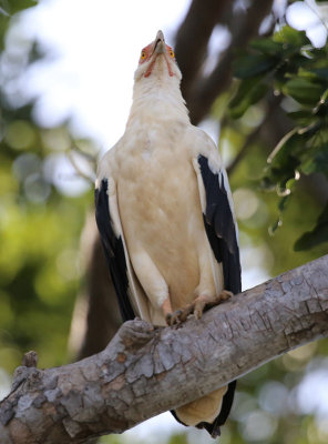 Palm-nut Vulture  (Gypohierax angolensis)