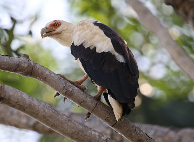 Palm-nut Vulture  (Gypohierax angolensis)