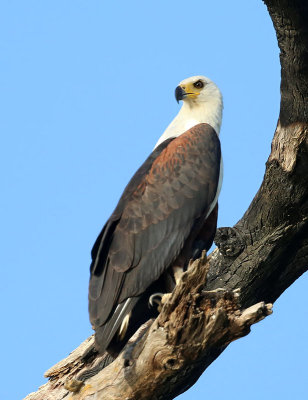 African Fish Eagle  (Haliaeetus vocifer)