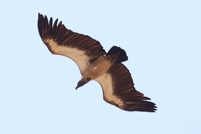 African White-backed Vulture  (Gyps africanus)