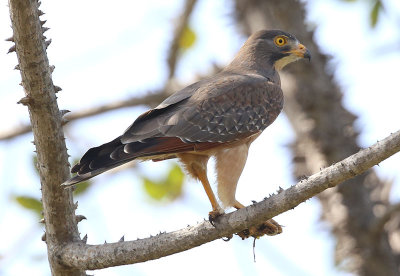 Grasshopper Buzzard  (Butastur rufipennis)