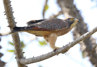 Grasshopper Buzzard  (Butastur rufipennis)