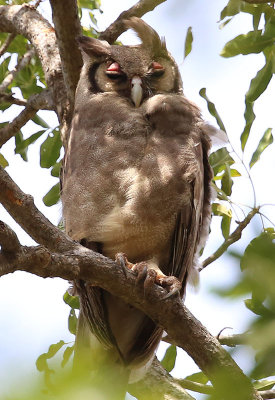 Verreaux's Eagle Owl  (Bubo lacteus)