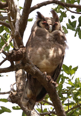 Verreaux's Eagle Owl  (Bubo lacteus)