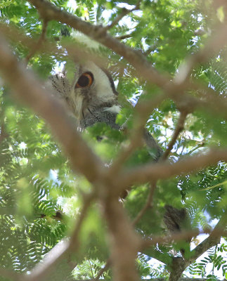 Northern White-faced Owl  (Ptilopsis leucotis)