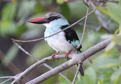 Blue-breasted Kingfisher (Halcyon malimbica)