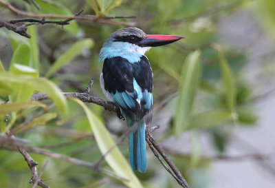Blue-breasted Kingfisher  (Halcyon malimbica)