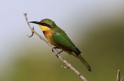 Little Bee-eater  (Merops pusillus) 