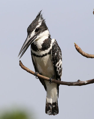 Pied Kingfisher (Ceryle rudis)
