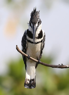 Pied Kingfisher (Ceryle rudis)