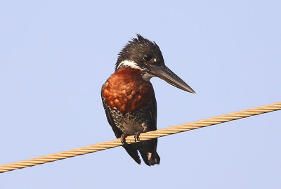 Giant Kingfisher  (Megaceryle maxima)