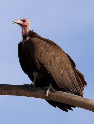 Hooded Vulture  (Necrosyrtes monachus)