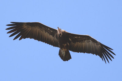 Hooded Vulture  (Necrosyrtes monachus)