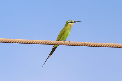 Blue-cheeked Bee-eater  (Merops persicus)