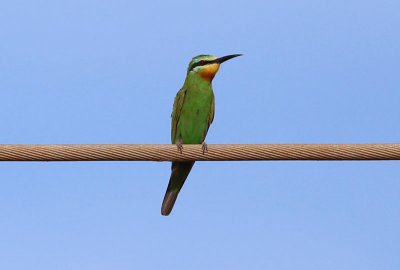 Blue-cheeked Bee-eater  (Merops persicus)