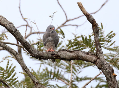 Lizard Buzzard  (Kaupifalco monogrammicus)