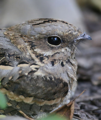 Long-tailed Nightjar (Caprimulgus climacurus)