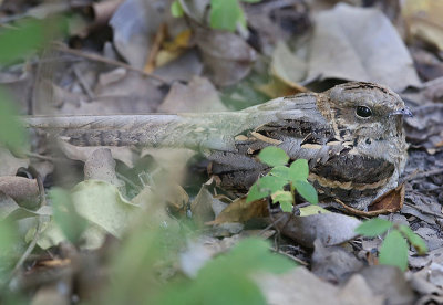 Long-tailed Nightjar (Caprimulgus climacurus)