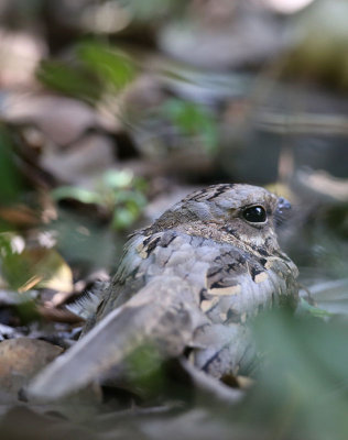 Long-tailed Nightjar  (Caprimulgus climacurus)