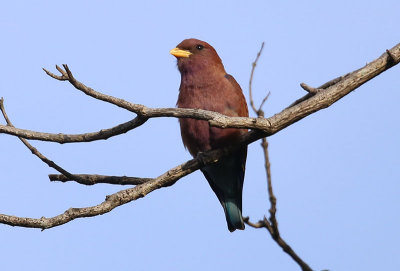 Broad-billed Roller  (Eurystomus glaucurus)