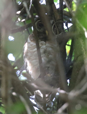 African Wood Owl  (Strix woodfordii)