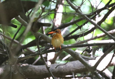 African Pygmy Kingfisher (Ceyx pictus)