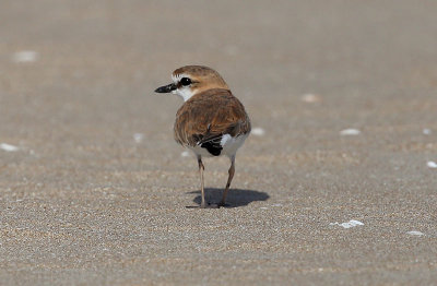 White-fronted Plover  (Charadrius marginatus)