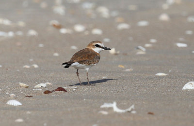 White-fronted Plover  (Charadrius marginatus)