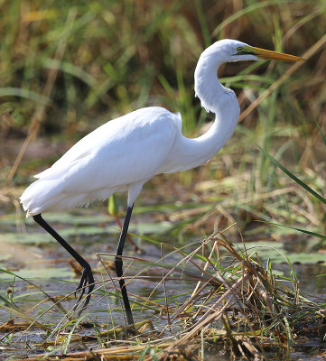 Great Egret (Egretta alba)