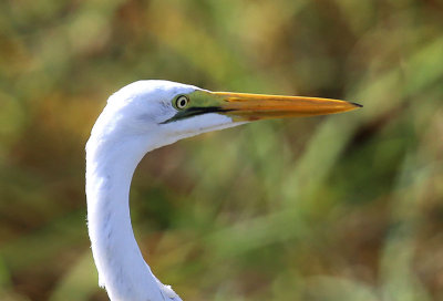 Great Egret  (Egretta alba)