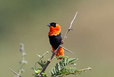 Northern Red Bishop  (Euplectes franciscanus)