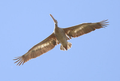 Pink-backed Pelican  (Pelecanus rufescens)