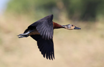 White-faced Whistling Duck  (Dendrocygna viduata)