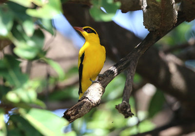 African Golden Oriole  (Oriolus auratus)