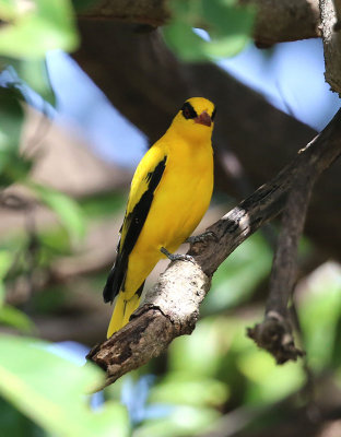 African Golden Oriole  (Oriolus auratus)