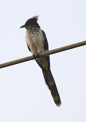 Levaillant's Cuckoo  (Oxylophus levaillantii)