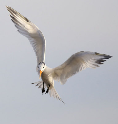 Royal Tern (Sterna maxima)