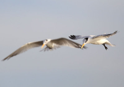 Royal Tern  (Sterna maxima)