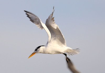 Royal Tern  (Sterna maxima)