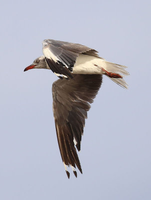 Grey-headed Gull  (Larus cirrocephalus)