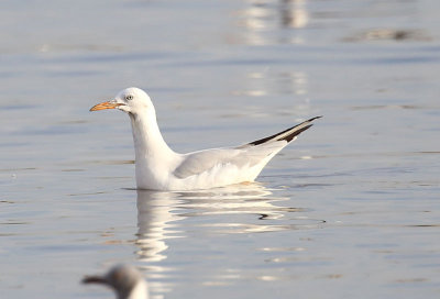 Slender-billed Gull  (Larus genei)