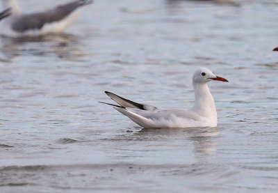 Slender-billed Gull  (Larus genei)