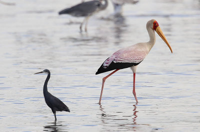 Yellow-billed Stork  (Mycteria ibis)