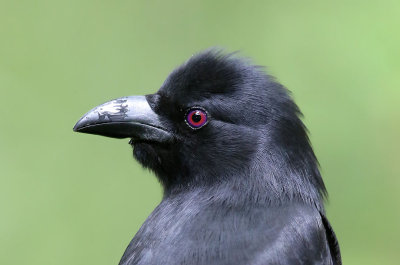 Piapiac (Ptilostomus afer)